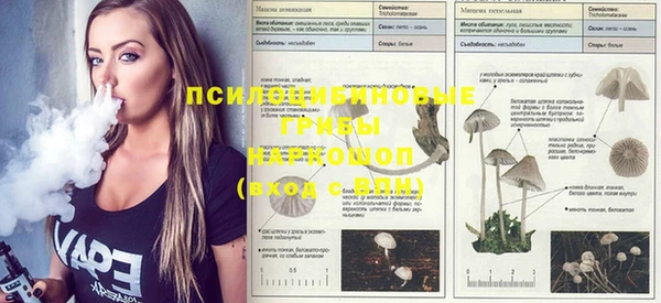 PSILOCYBIN Медногорск